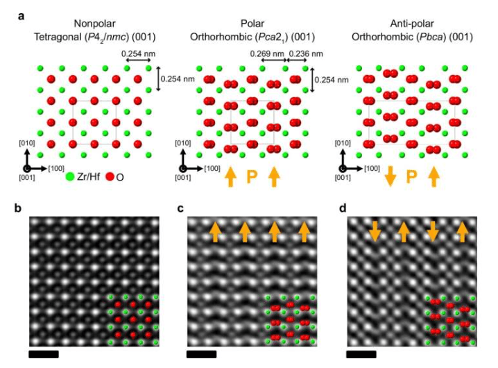 Atomic-structure model and atomic-resolution OBF STEM images of polar/non-polar phases in (H)ZO membranes.