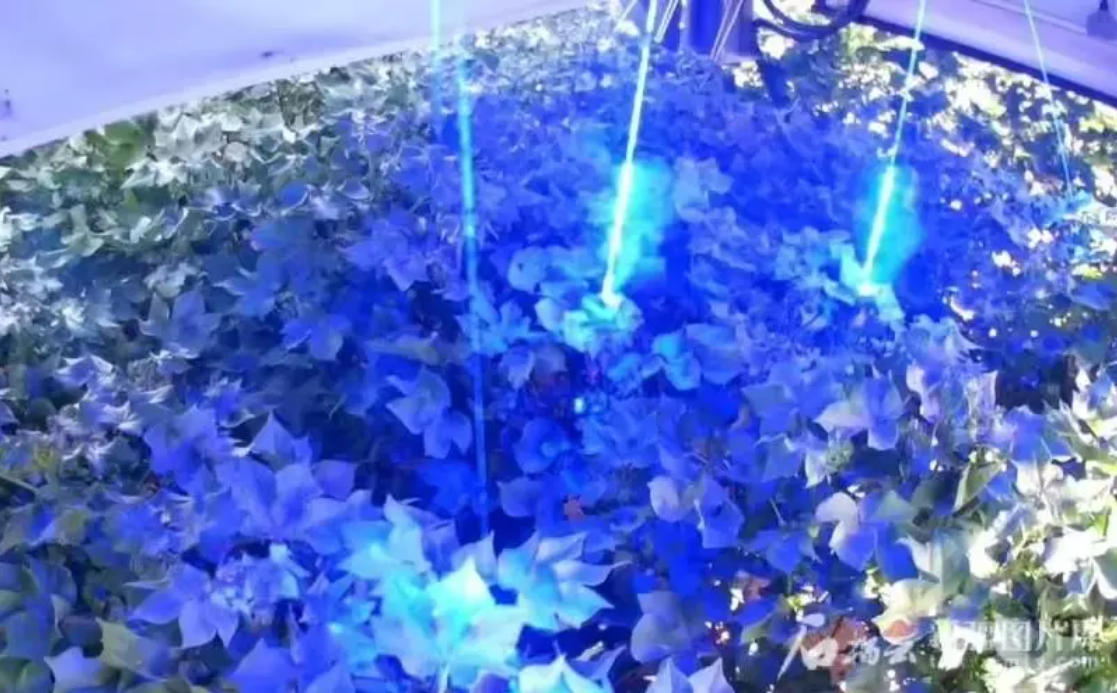 棉花打顶.jpg